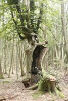 forest in germany, europe photo