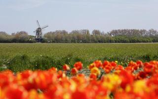 flowering Zijpe event, where you can take a walk through the tulips and other flower bulb fields photo