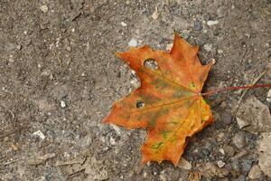 hojas con otoño colores foto