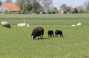 oveja y corderos en el prado en el Países Bajos foto