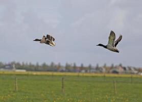 Dutch landscape in the spring, flying ducks photo