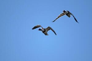 flying ducks in the sky photo