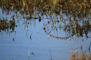 wetlands, shallow lakes in the dunes, vlieland, the netherlands photo