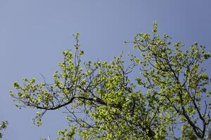 nuevo hojas en el árboles, primavera es en el aire foto