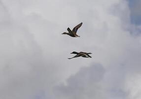 holandés paisaje en el primavera, volador patos foto