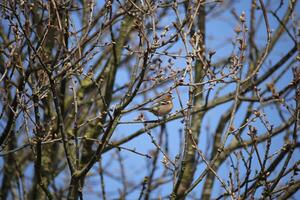 migrant birds in a tree, fauna in the Zwanenwater nature reserve in North Holland, the Netherlands. Lots of different birds to see. photo