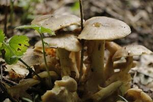 toadstool, autumn, forest, europe photo