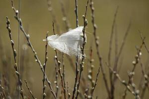 feather hangs in plants photo