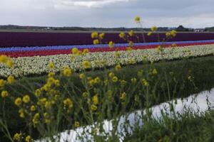 flor campos, tulipanes, jacintos, lluvioso cielo, Países Bajos foto