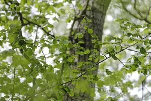 new leafs on the trees, spring is in the air photo