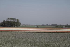 tulips blooming, springtime, the netherlands, flowerfields photo