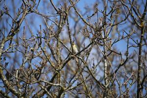 inmigrante aves en un árbol, fauna en el agua de zwanen naturaleza reserva en norte Holanda, el Países Bajos. un montón de diferente aves a ver. foto