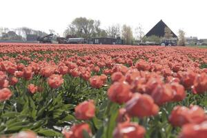 flowering Zijpe event, where you can take a walk through the tulips and other flower bulb fields photo