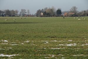 melting snow in Dutch landscape photo