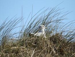 a paradise for birds, the dunes with shallow lakes, birds lay their eggs and find food, vlieland, the netherlands photo