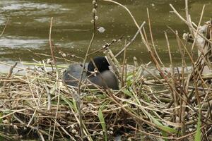 eurasian coot on nest with young ones photo