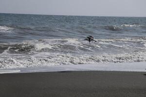 seagulls at the beach and in the sky photo