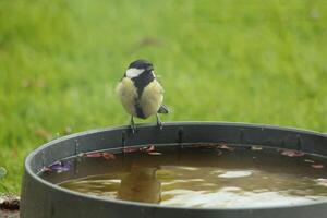 great tit likes to drink water photo