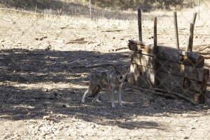 wolf park in the province of malaga photo