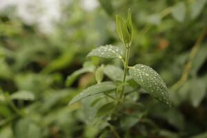 leaves with dew drops photo