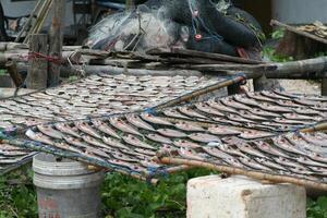 dried fish, Koh Samui island, Thailand photo