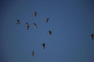 seagulls in the clear blue sky, winter in the netherlands photo