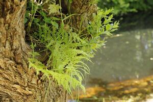 fern growing out of a tree trunk photo