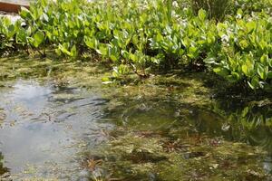 natural pond with lots of frogs, spring photo