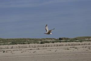gaviotas y otro aves Mira para comida a el mar, naturaleza reserva foto