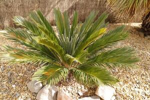 sago palm tree photo