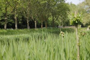 beautiful nature in the netherlands, canals, spring, green landscape, photo