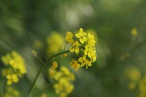 yellow spring flowers in the forest photo