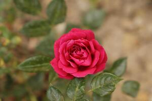 rojo rosas símbolo de amor foto