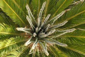 sago palm tree photo