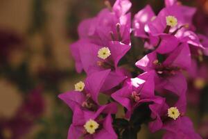 pink bougainvillea bush photo