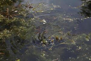 natural pond with lots of frogs, spring photo