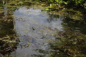 natural pond with lots of frogs, spring photo