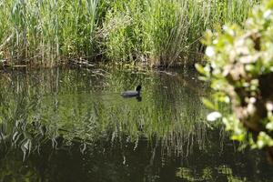 canal in the netherlands, spring, photo