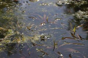 natural pond with lots of frogs, spring photo