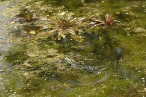 natural pond with lots of frogs, spring photo