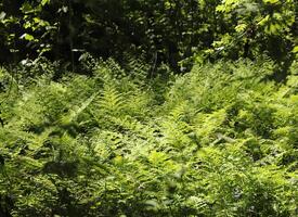 fern in a natural forest photo