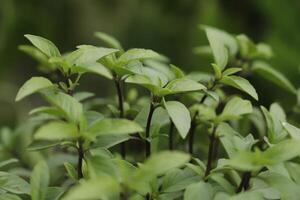 thai basil is a delicious herb photo