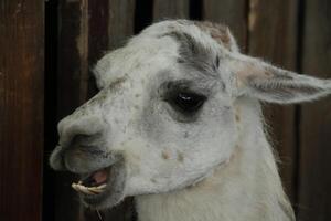 lama, Pascua de Resurrección vacas mercado, schagen, el Países Bajos foto