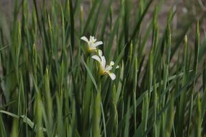 yellow iris, iris a real spring flower photo