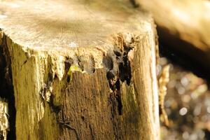 tree trunk in a forest, natural photo