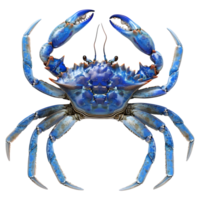 blauw krab Aan transparant achtergrond png