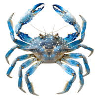 bleu Crabe sur transparent Contexte png