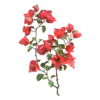 Pink bougainvillea flower on Transparent Background png