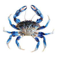 blauw krab Aan transparant achtergrond png