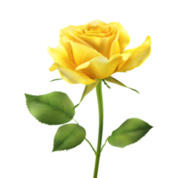 Yellow Rose Flower on Transparent Background png